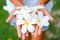 Young female hands offering frangipani, flumeria flowers