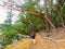 A young female hiker walking with her yellow lab through a forest of arbutus trees in the gulf islands, british columbia, Canada.