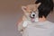 Young female holding Cute little Pembroke Welsh Corgi puppy. Taking care and adopting pets concept. Lifestyle minimalism