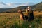 Young female hunter using binoculars for bird spotting with hungarian vizsla dog by her side, out in a meadow on a sunny evening.