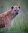 Young female hyena stares at camera