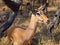 Young female impala