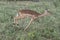 young female Impala running on grass, Kruger park, South Africa