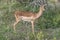 young female Impala standing on grass, Kruger park, South Africa