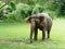 Young female Indian elephant eating grass while breaking between the show in elephant camp in Thailand
