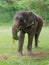 Young female Indian elephant eating grass while breaking between the show in elephant camp in Thailand