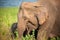 Young female Indian Elephant Elephas maximus indicus with calf in natural habitat. Closeup  of Mother and baby, feeding in long
