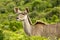 Young female kudu antelope female staring