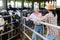 Young female and male proffesional farmers talking near cow