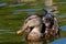 Young Female Mallard duck, mallard, eurasian wild duck, Anas platyrhynchos