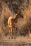 Young Female Njala Standing in Winter Sunset Sun