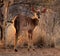 Young Female Njala with Winter Sunset Sun in Hair