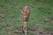 Young Female Nyala Walking on the Savannah