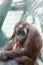 Young female of an orangutan