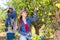 Young female orchard owner harvesting ripe pears