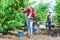 Young female owner of orchard gathering harvest of peaches