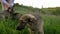 A young female pet owner petting puppies in the green grass in a meadow. The concept of friendship and happy dogs