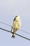 A young female Red-footed falcon is sitting on a wire / Falco vespertinus