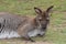 Young female red kangaroo close up on a background of grass