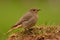 Young female redstart perched on the grass.