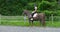 Young female rider on her arabian horse at farm