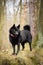 Young female of schipperke is standing in nature.