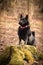 Young female of schipperke is standing on trunk.