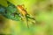 Young female spider  sits on the tip of leaf