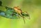 Young female spider  sits on the tip of leaf