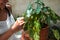 Young female spraying water on large leaves of a plant growing in a pot at home