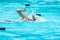 young female swimmer races in freestyle stroke and turns to catch her breath at a school swimming pool in Chiang Mai, Thailand