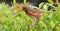 Young Female Towhee