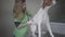 Young female veterinarian doctor in green uniform examining the belly of big pointer dog, palpating his stomach. The