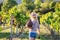 Young female vintner holding carboy in vineyard