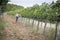 Young Female Vintner Inspecting the Grapes in Vineyard