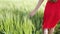 Young female walking by barley or triticale field brushing over with hands