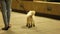 Young female walking Samoyed puppy in evening, playful dog on leash barking