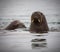 Young female walrus pops up to see what is going on