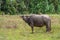 A young female water buffalo with the nose rope