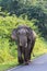 Young female wild elephant in khao yai national park nakornratch