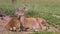 Young female wild goat lying near the small goat