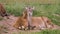 Young female wild goat lying near the small goat