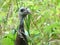 Young Female Wild Turkey Hen Attentive in Tall Grass