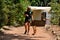 Young female zoo keeper walking a dingo at zoo in Australia.