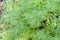 Young fennel in the garden