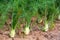 Young fennel in the garden