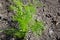 Young fennel herb plants growing in a restaurant garden