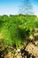 Young fennel plants in the field