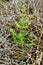 Young Fennel Seedling Plant With Dried Oregano Bac