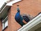 Young feral urban peacock on domestic garage roof in housing estate.